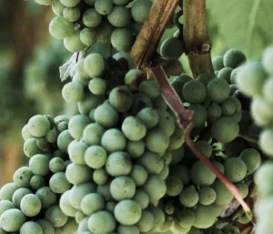 Distilled spirits & Biofuels